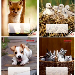 Vihik 12 lehte, 22 joont, loomapildid, 65gr